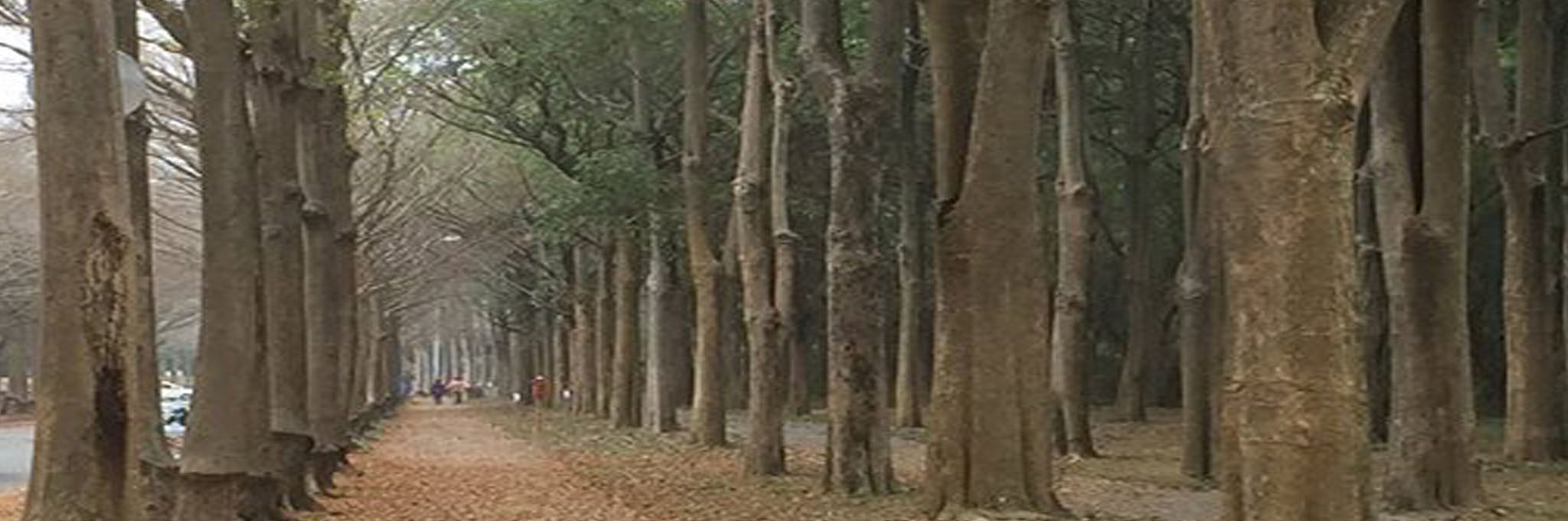 中正大學校園景色